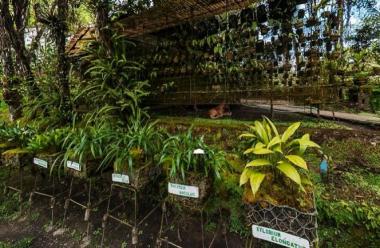Vivero Verapaz
