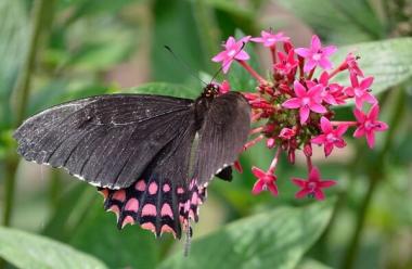 Parque Ecológico Atitlán Mariposario