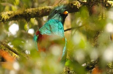 Reserva Natural Privada Ranchitos del Quetzal