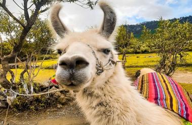 Llamas de los Cuchumatanes