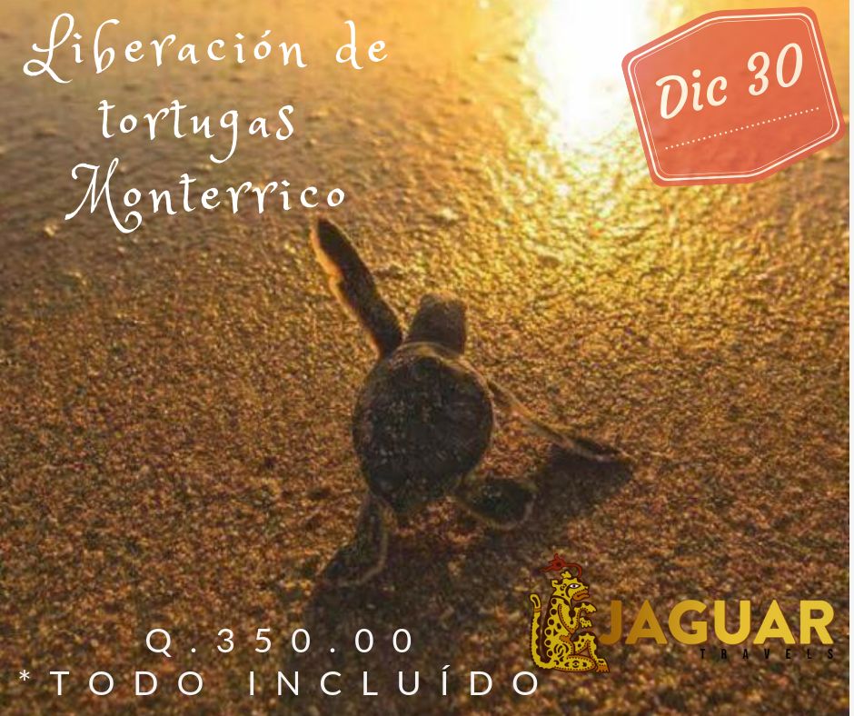 Liberación de tortugas en Monterrico