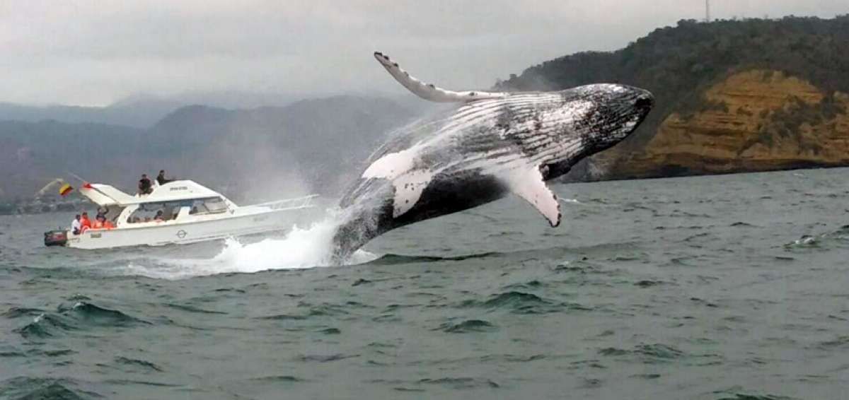 Avistamiento de ballenas en Guatemala