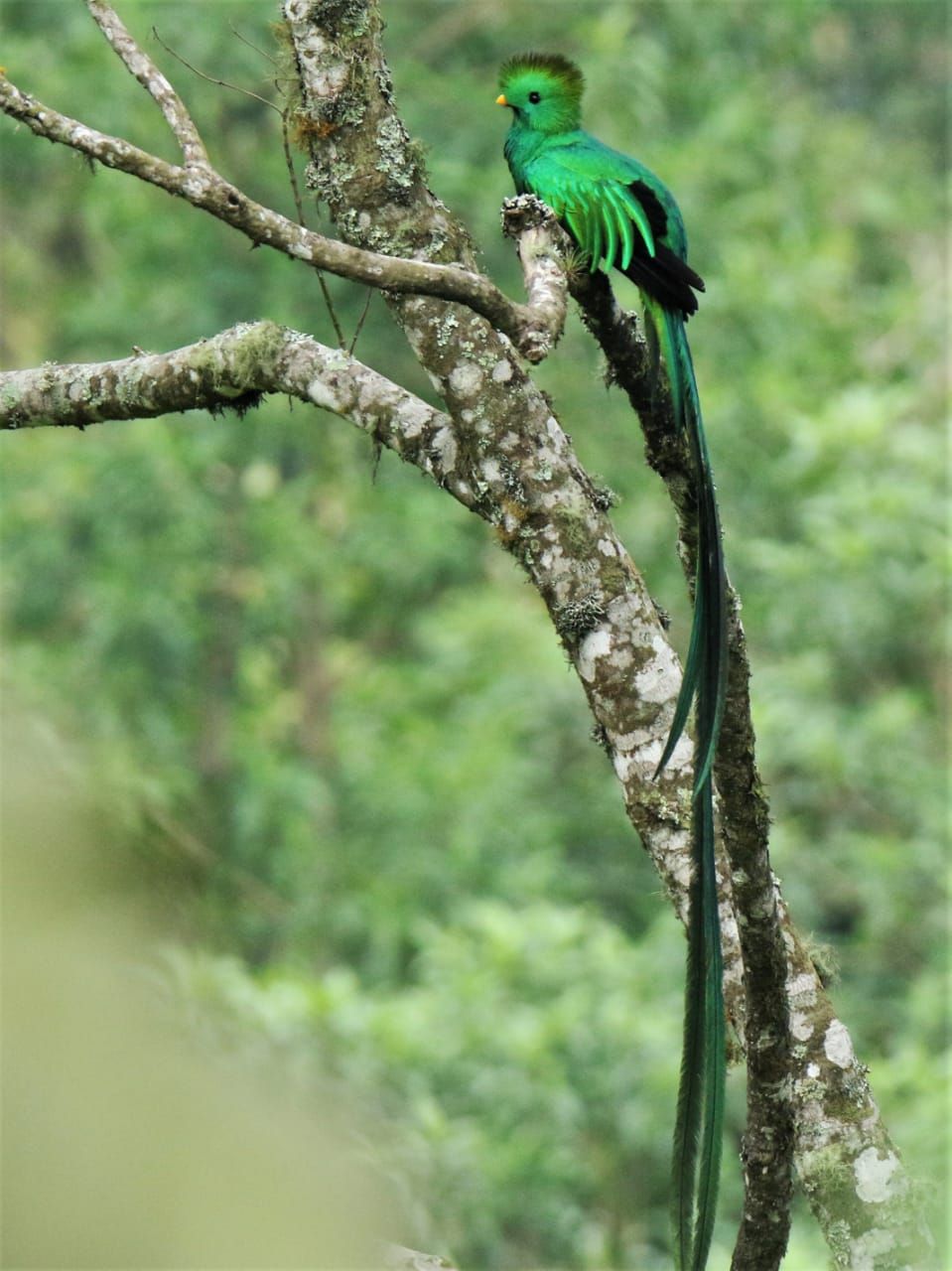 Avistamiento del Quetzal